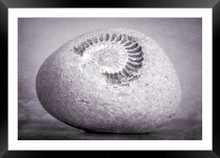 Fossil Framed Mounted Print by Richard Downs