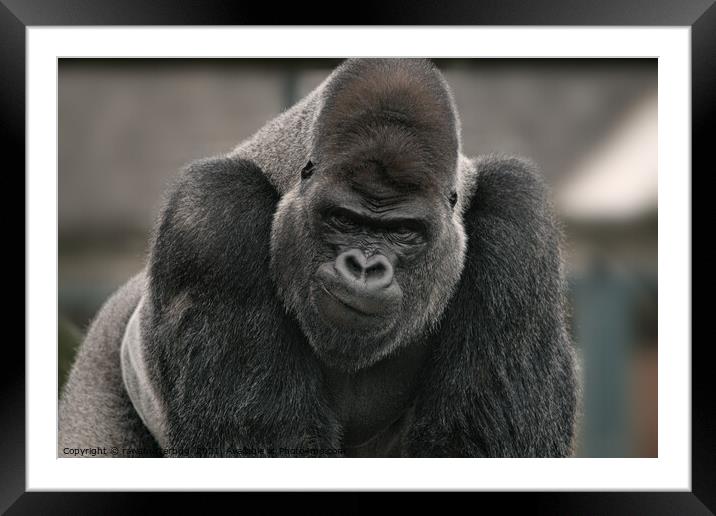 Oumbi The Silverback Gorilla's Smirk Framed Mounted Print by rawshutterbug 