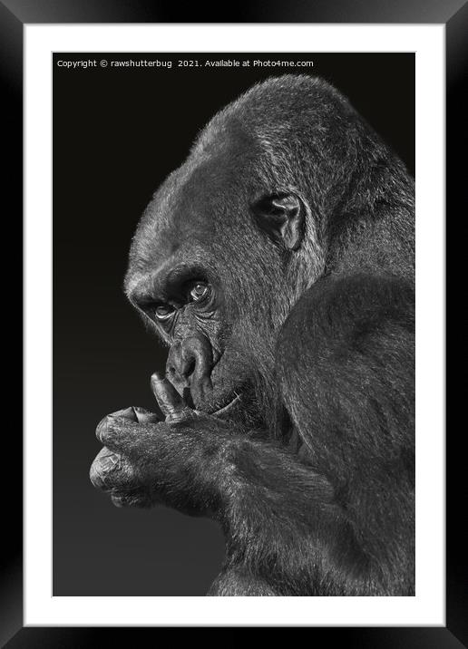 Gorilla Asante Mono Framed Mounted Print by rawshutterbug 
