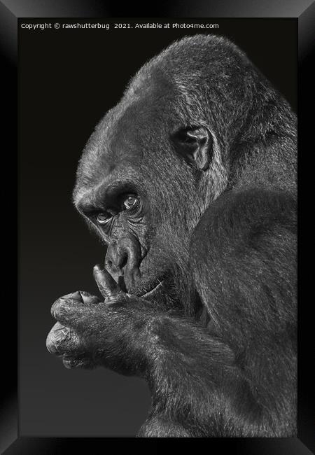 Gorilla Asante Mono Framed Print by rawshutterbug 