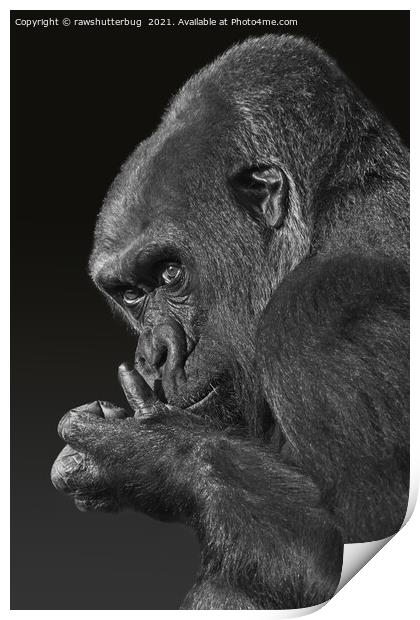 Gorilla Asante Mono Print by rawshutterbug 