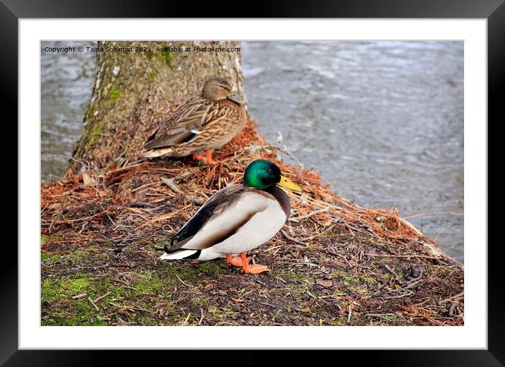 Mallard Ducks, Anas platyrhynchos Framed Mounted Print by Taina Sohlman