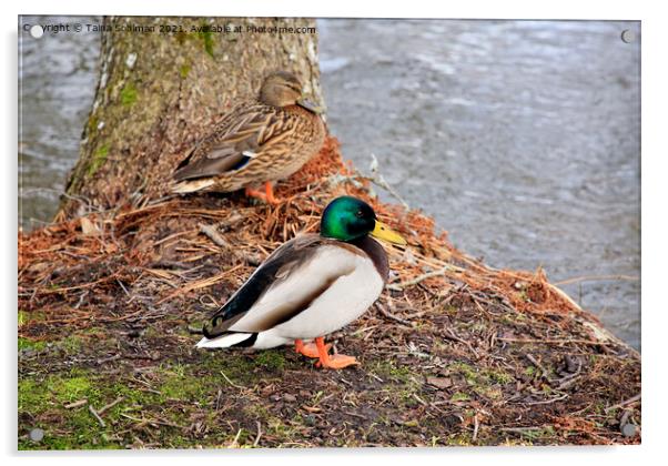 Mallard Ducks, Anas platyrhynchos Acrylic by Taina Sohlman