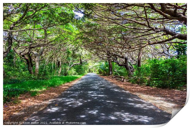 Tree lined road in Iles des Pines Print by Kevin Hellon