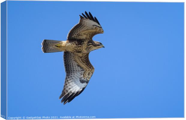 Buzzard in the blue sky Canvas Print by GadgetGaz Photo
