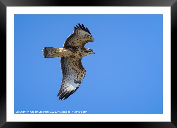 Buzzard in the blue sky Framed Mounted Print by GadgetGaz Photo