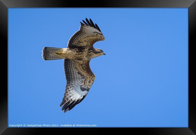 Buzzard in the blue sky Framed Print by GadgetGaz Photo