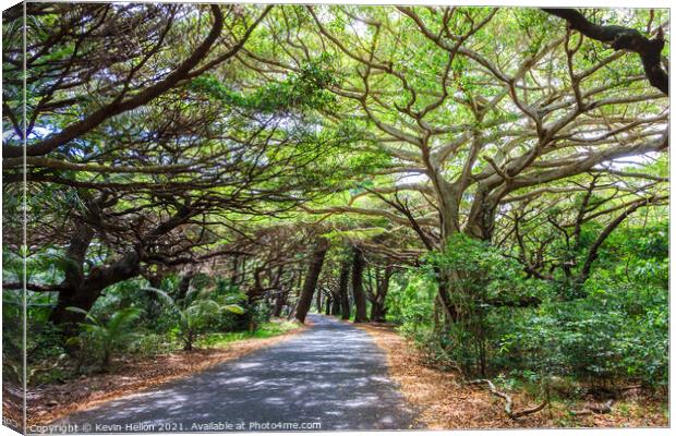Tree lined road in Iles des Pines Canvas Print by Kevin Hellon