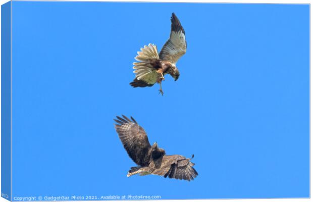 Buzzard and Marsh Harrier fighting Canvas Print by GadgetGaz Photo
