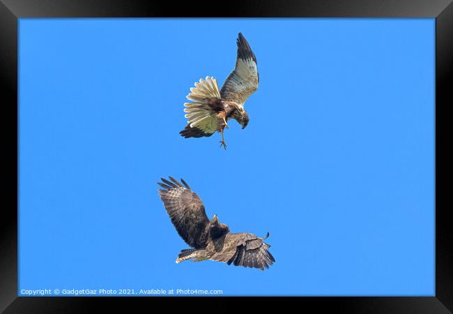 Buzzard and Marsh Harrier fighting Framed Print by GadgetGaz Photo