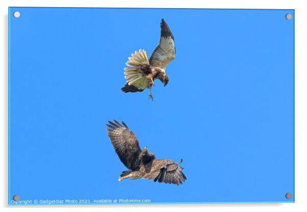 Buzzard and Marsh Harrier fighting Acrylic by GadgetGaz Photo
