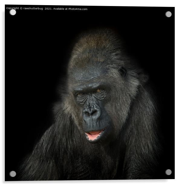 Gorilla Biddy Acrylic by rawshutterbug 