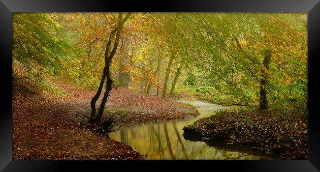Autumn Colours Framed Print by Tony Gaskins