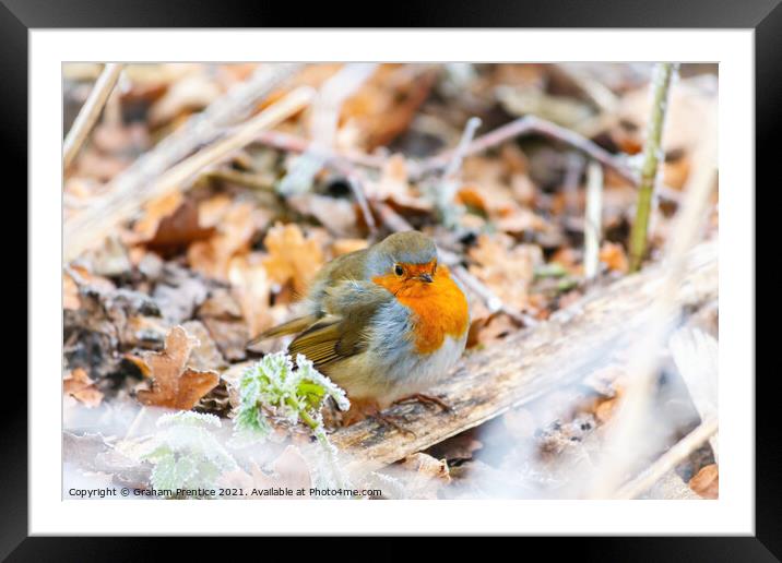 Chilly Robin Framed Mounted Print by Graham Prentice
