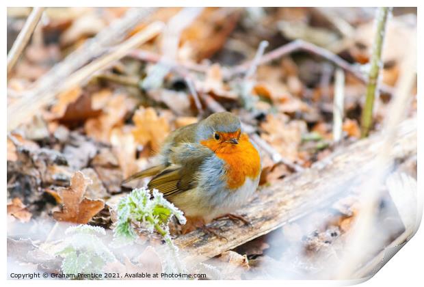 Chilly Robin Print by Graham Prentice