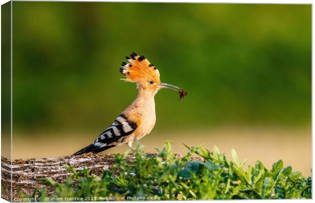 Hoopoe with Catch Canvas Print by Graham Prentice