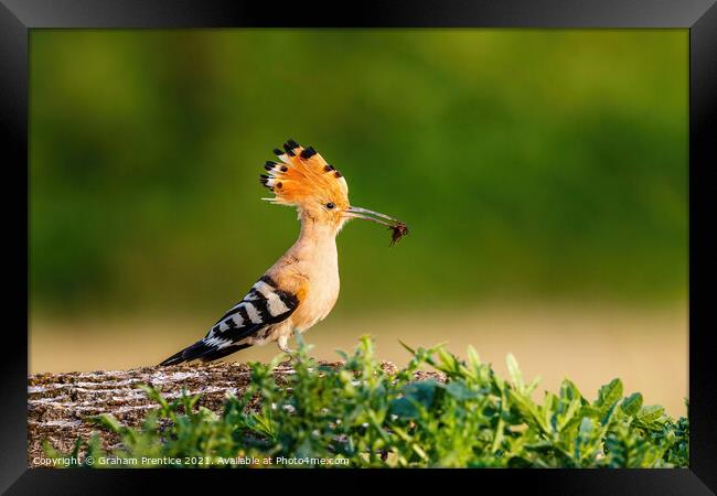 Hoopoe with Catch Framed Print by Graham Prentice