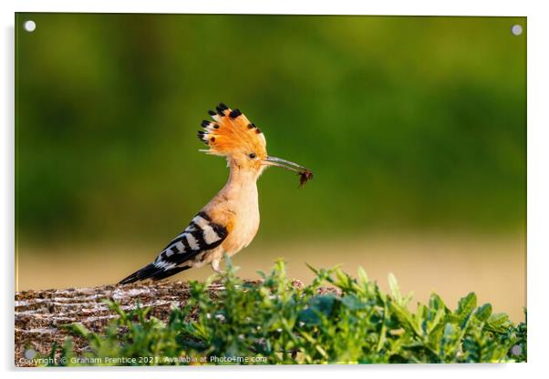 Hoopoe with Catch Acrylic by Graham Prentice