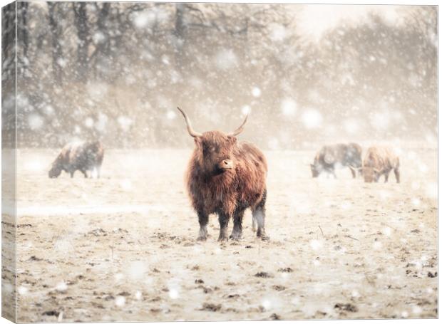 Highland Cattle  Canvas Print by Andrew George