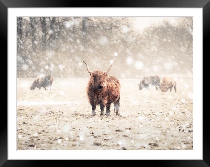 Highland Cattle  Framed Mounted Print by Andrew George