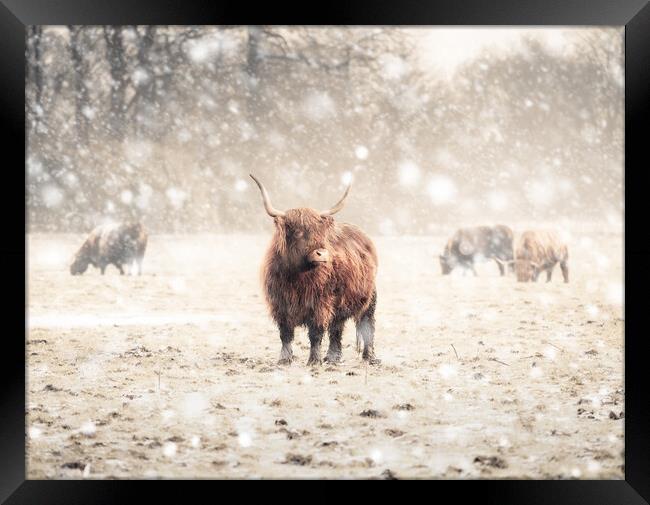 Highland Cattle  Framed Print by Andrew George