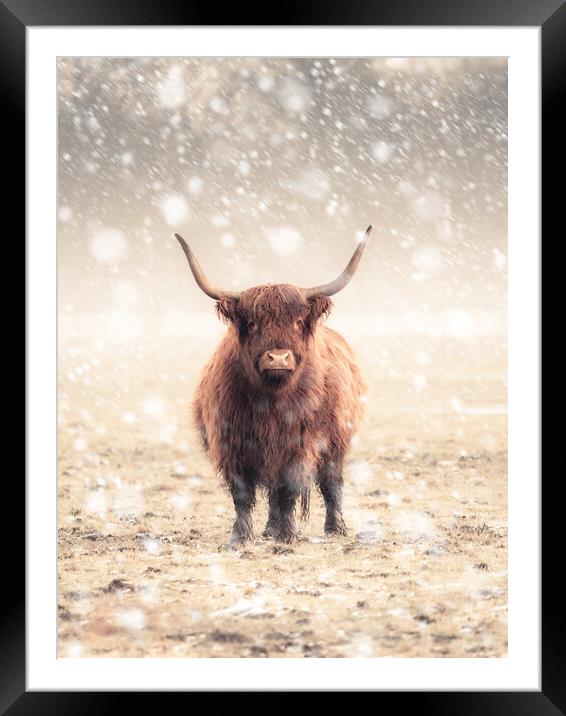 Highland Cow During a Snow Storm Framed Mounted Print by Andrew George