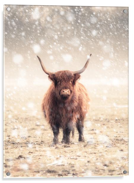Highland Cow During a Snow Storm Acrylic by Andrew George
