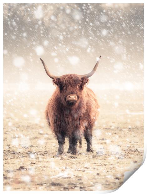 Highland Cow During a Snow Storm Print by Andrew George