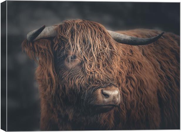 A Highland Cow Portrait  Canvas Print by Andrew George