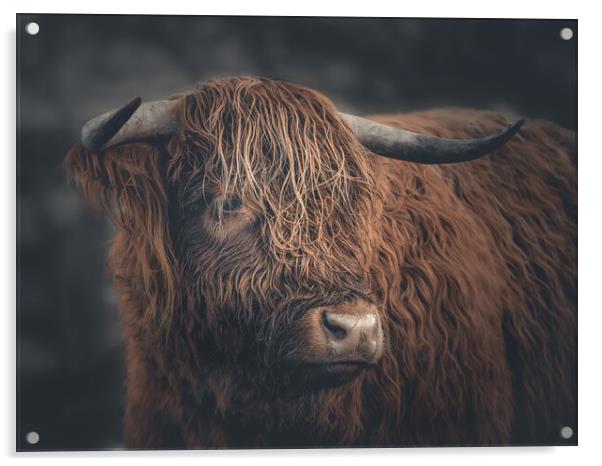 A Highland Cow Portrait  Acrylic by Andrew George