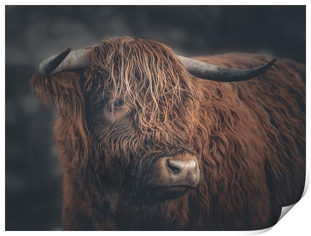 A Highland Cow Portrait  Print by Andrew George
