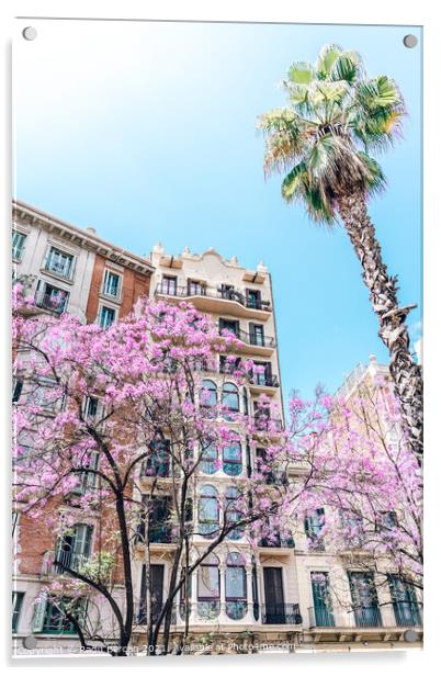 Purple Flower Trees In Barcelona City In Spain Acrylic by Radu Bercan