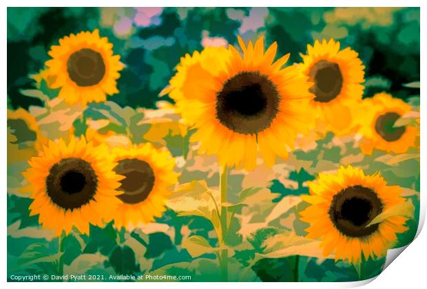 Sunflower Field Art  Print by David Pyatt