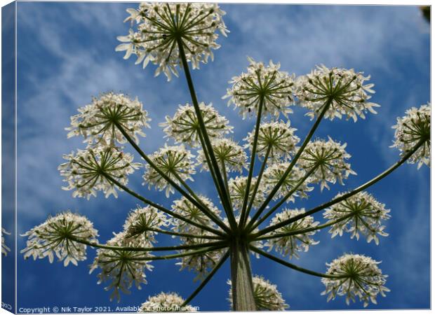 Cow Parsley Canvas Print by Nik Taylor