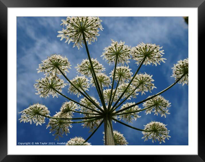 Cow Parsley Framed Mounted Print by Nik Taylor