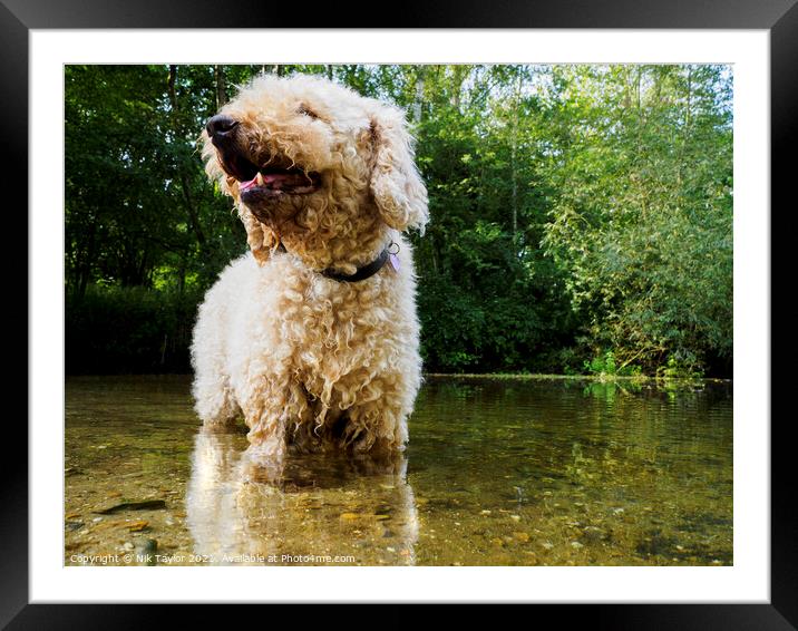 Dog in a river Framed Mounted Print by Nik Taylor