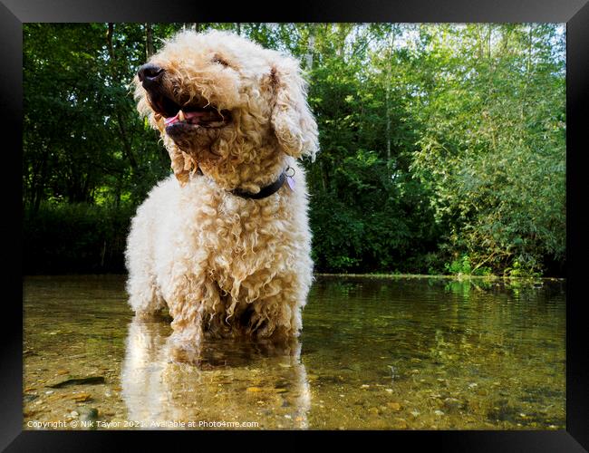 Dog in a river Framed Print by Nik Taylor