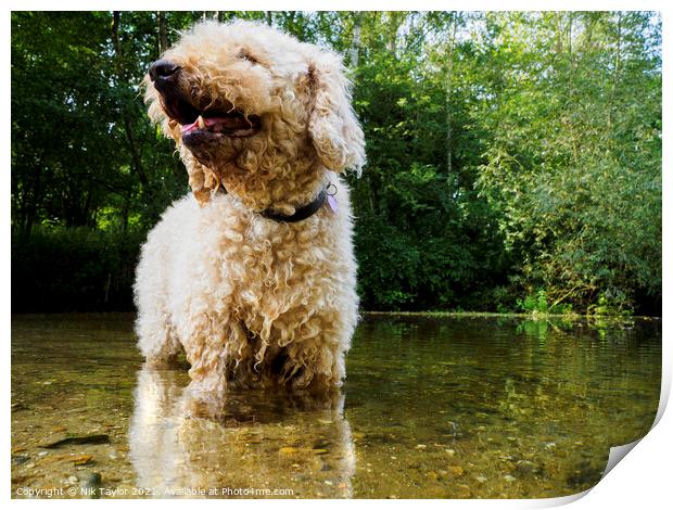 Dog in a river Print by Nik Taylor
