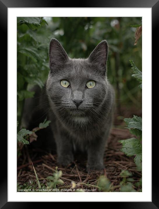 A frightened cat Framed Mounted Print by Ursa Bavcar