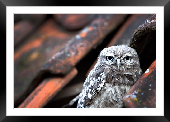Little Owl Framed Mounted Print by David Blake