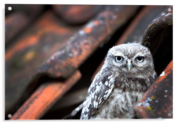Little Owl Acrylic by David Blake