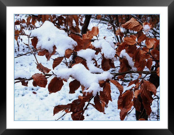 Woodland snow Framed Mounted Print by David McCulloch
