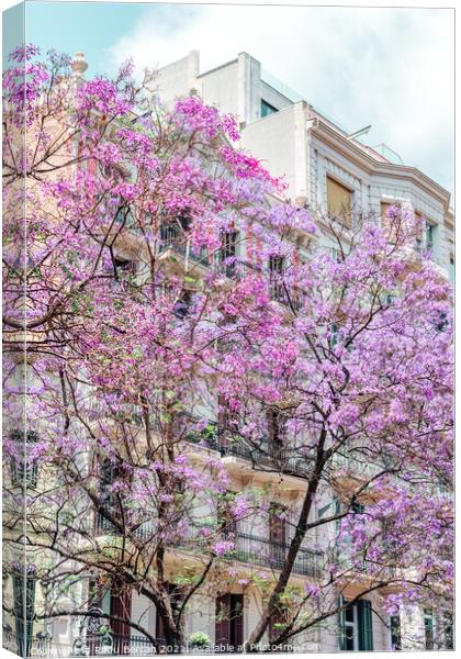 Purple Flower Trees In Barcelona City In Spain Canvas Print by Radu Bercan