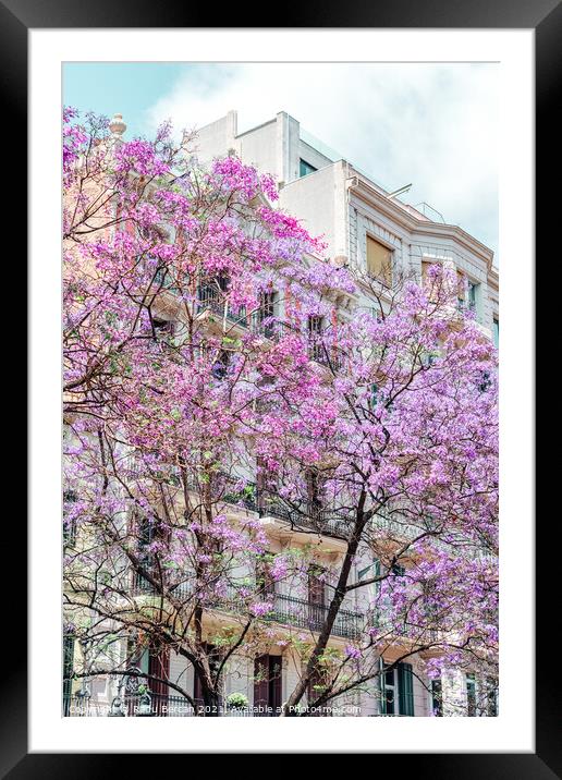 Purple Flower Trees In Barcelona City In Spain Framed Mounted Print by Radu Bercan