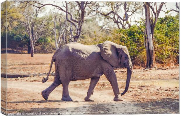 African Elephant walking across a dry track in the Luangwa Valley, South Luangwa National Park, Zambia, Africa Canvas Print by Mehul Patel