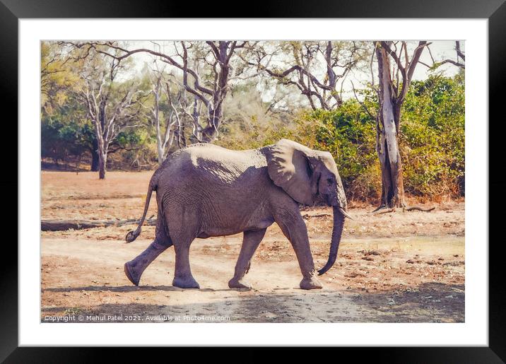 African Elephant walking across a dry track in the Luangwa Valley, South Luangwa National Park, Zambia, Africa Framed Mounted Print by Mehul Patel