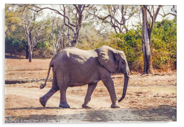 African Elephant walking across a dry track in the Luangwa Valley, South Luangwa National Park, Zambia, Africa Acrylic by Mehul Patel