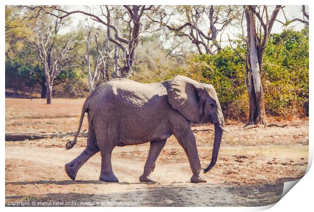 African Elephant walking across a dry track in the Luangwa Valley, South Luangwa National Park, Zambia, Africa Print by Mehul Patel