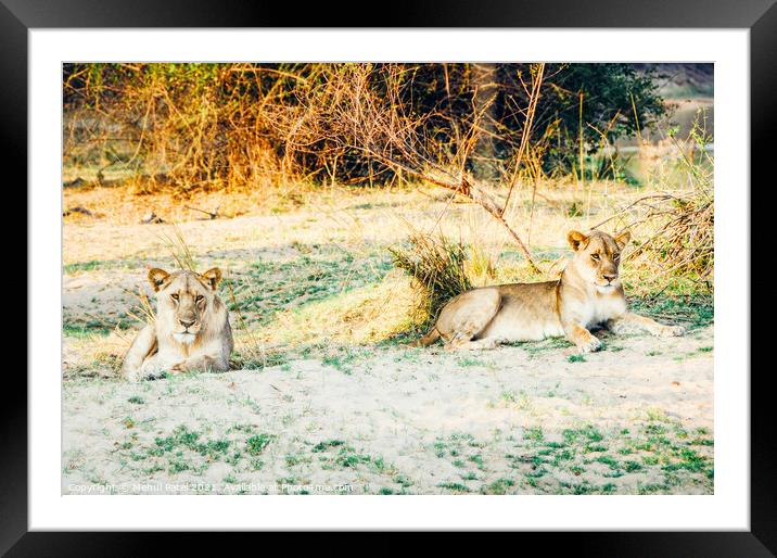 Lions in the wild Framed Mounted Print by Mehul Patel