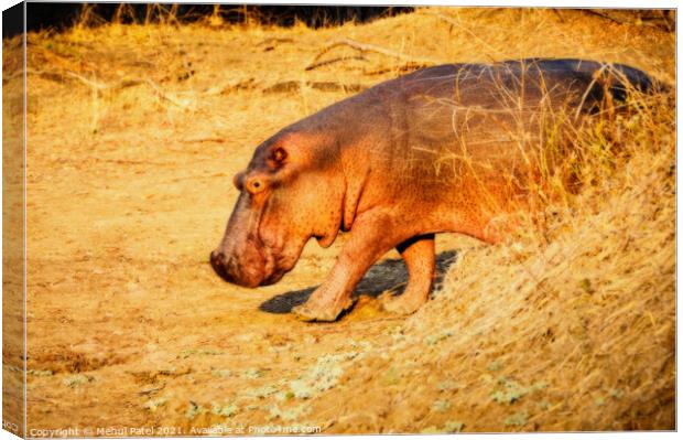 Hippo with blurred background Canvas Print by Mehul Patel